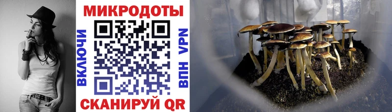 купить цена Грязи Галлюциногенные грибы Cubensis